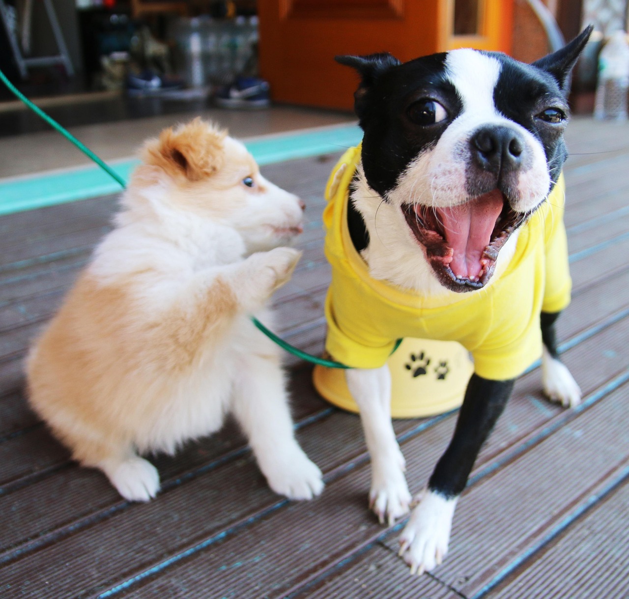 愛犬同伴温泉宿が楽しめる北海道のおすすめスポットは？