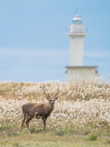 記念日に泊まれる犬旅館北海道での特別な体験は？