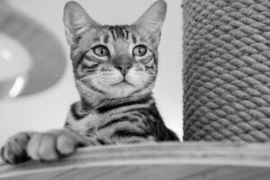 ペット死亡時のキャンセル方法はどうするべき？