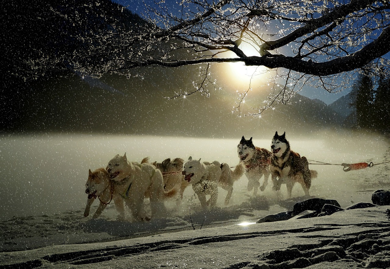 北海道の露天風呂付き客室で犬と一緒に楽しめる宿は？