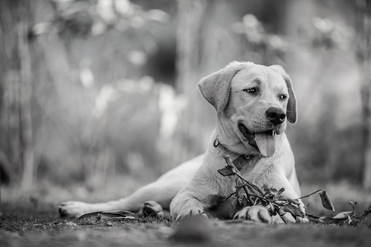 犬と泊まれる露天風呂付き草津のおすすめ宿は？