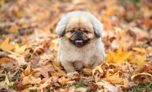 犬と泊まれる高級ホテルが箱根で楽しめる理由は？