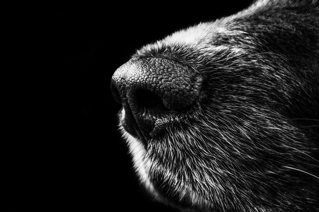 犬と泊まれる高級ホテル箱根のおすすめは？