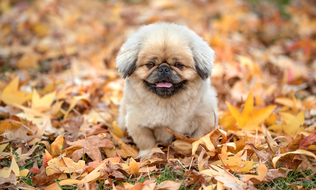 犬同伴旅行に最適なおすすめスポットは関西にどこがある？