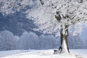 ペットと一緒に冬の雪を楽しめるスポットはどこ？