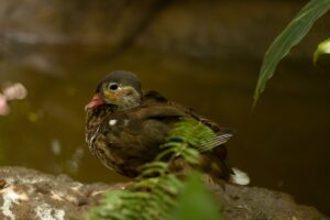 ペットと一緒に楽しむ年末年始の宿泊先はどこ？