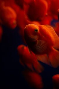 ペットと一緒に楽しめる年末年始の宿泊先は？