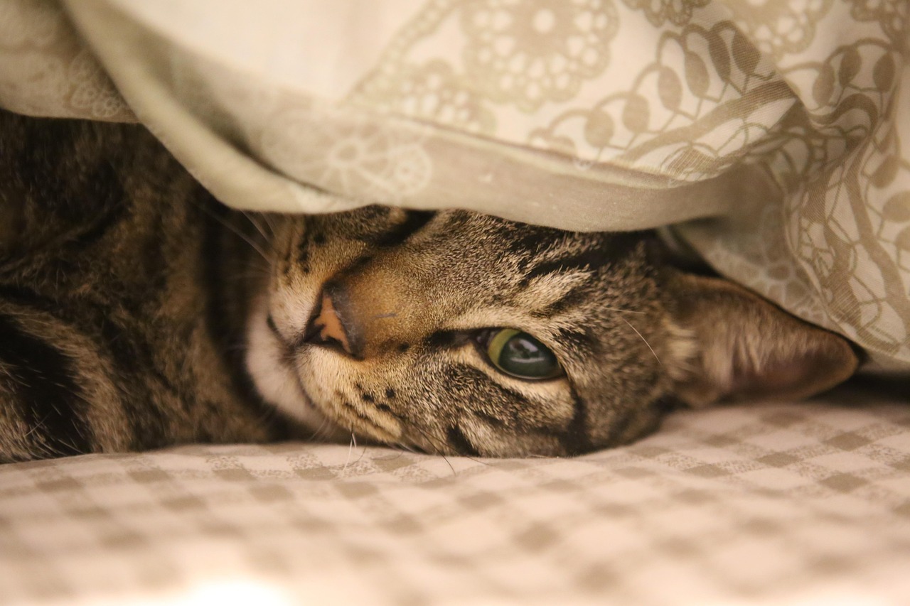ペットの見守りに最適なカメラはどれですか？