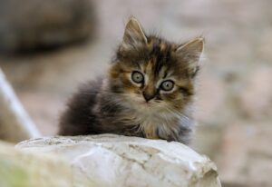 ペットを見守るためのカメラ選びのポイントは？