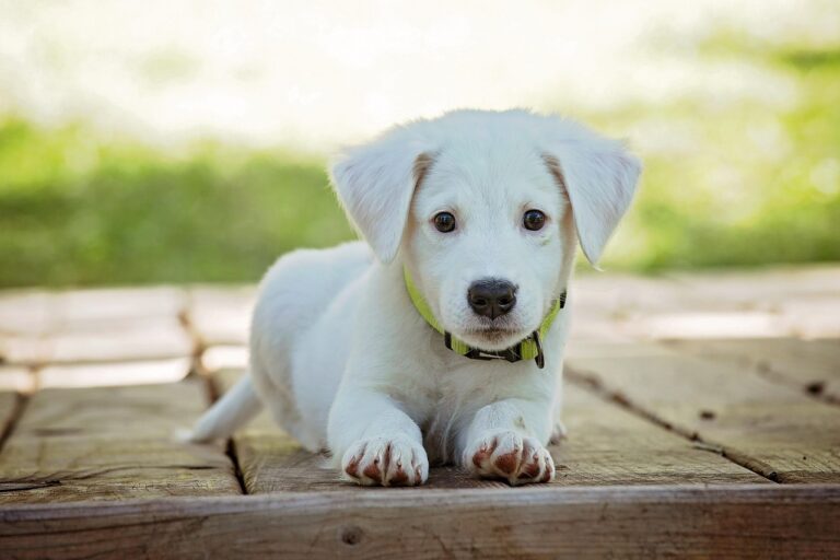 リッツカールトンで犬と一緒に楽しむ滞在プランは？