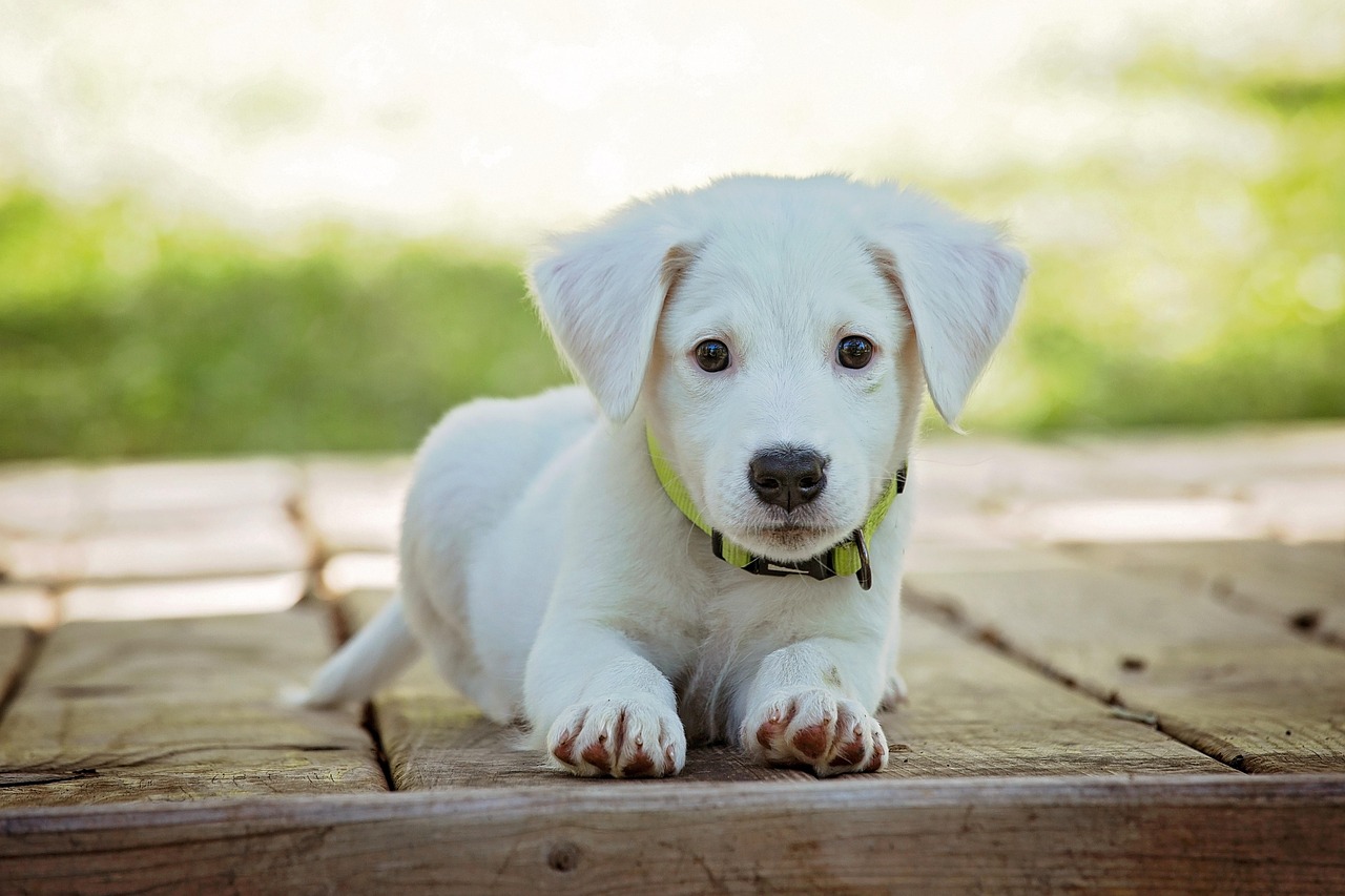 リッツカールトンで犬と一緒に楽しむ滞在プランは？