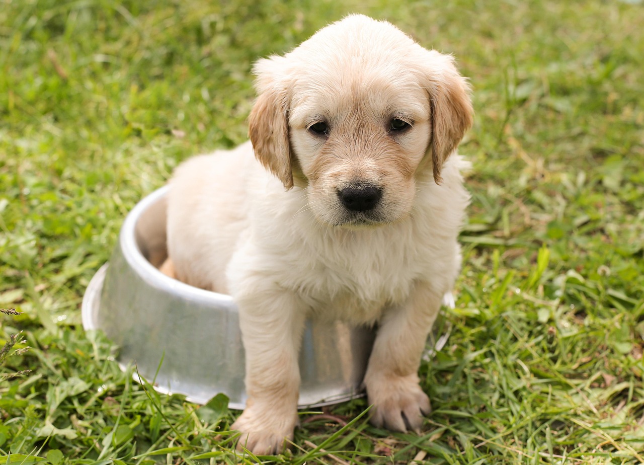 犬が留守番できる可能時間はどれくらい？