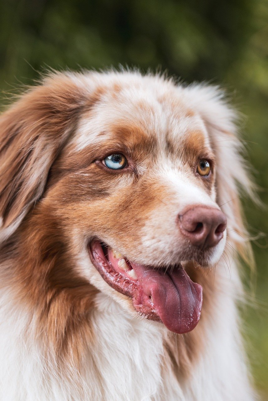犬と一緒に快適に過ごせる床暖房完備ヴィラはどこにある？