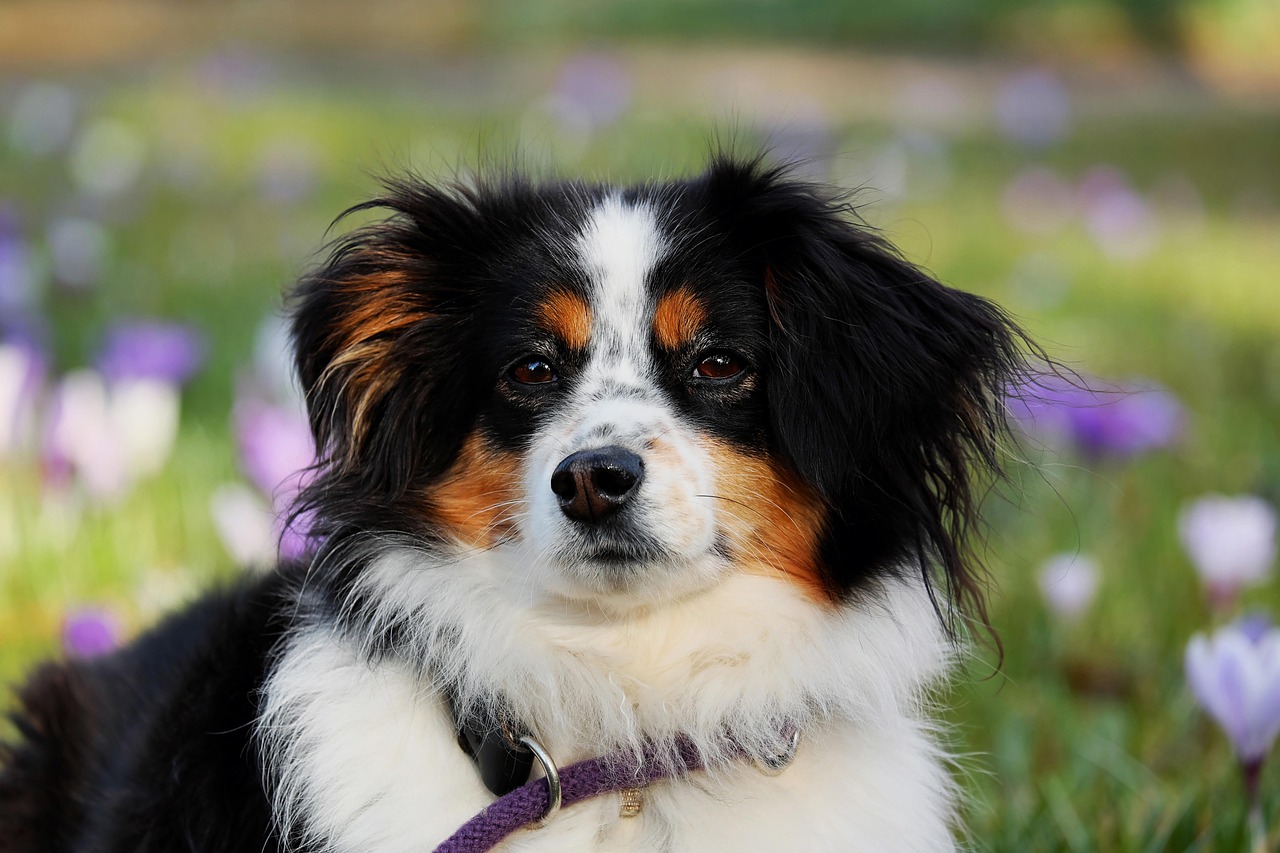 犬と一緒に楽しむGWの予約が取りにくい理由とは？