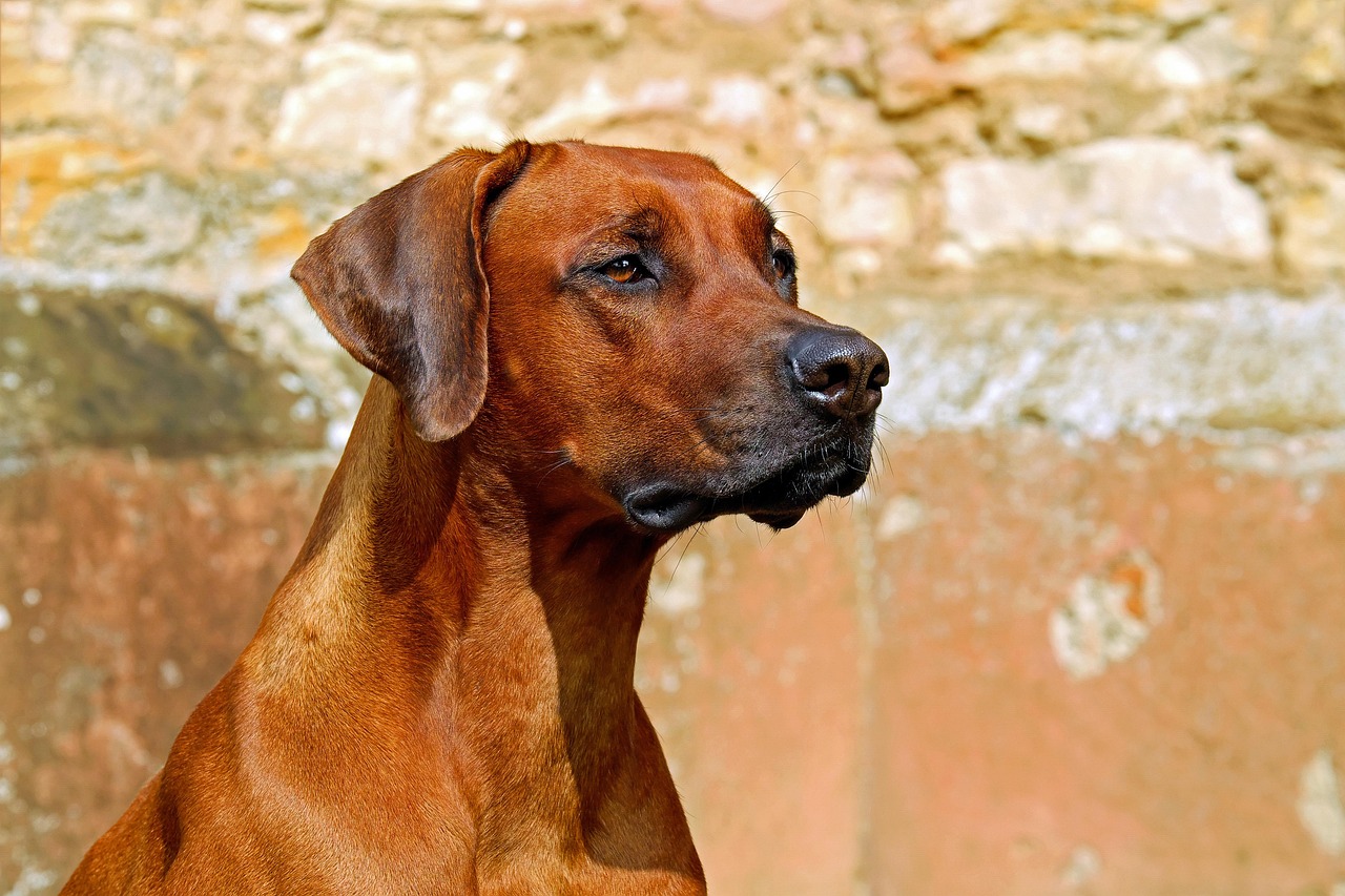 犬と一緒に楽しむGWの旅行で予約が取りにくい場所は？