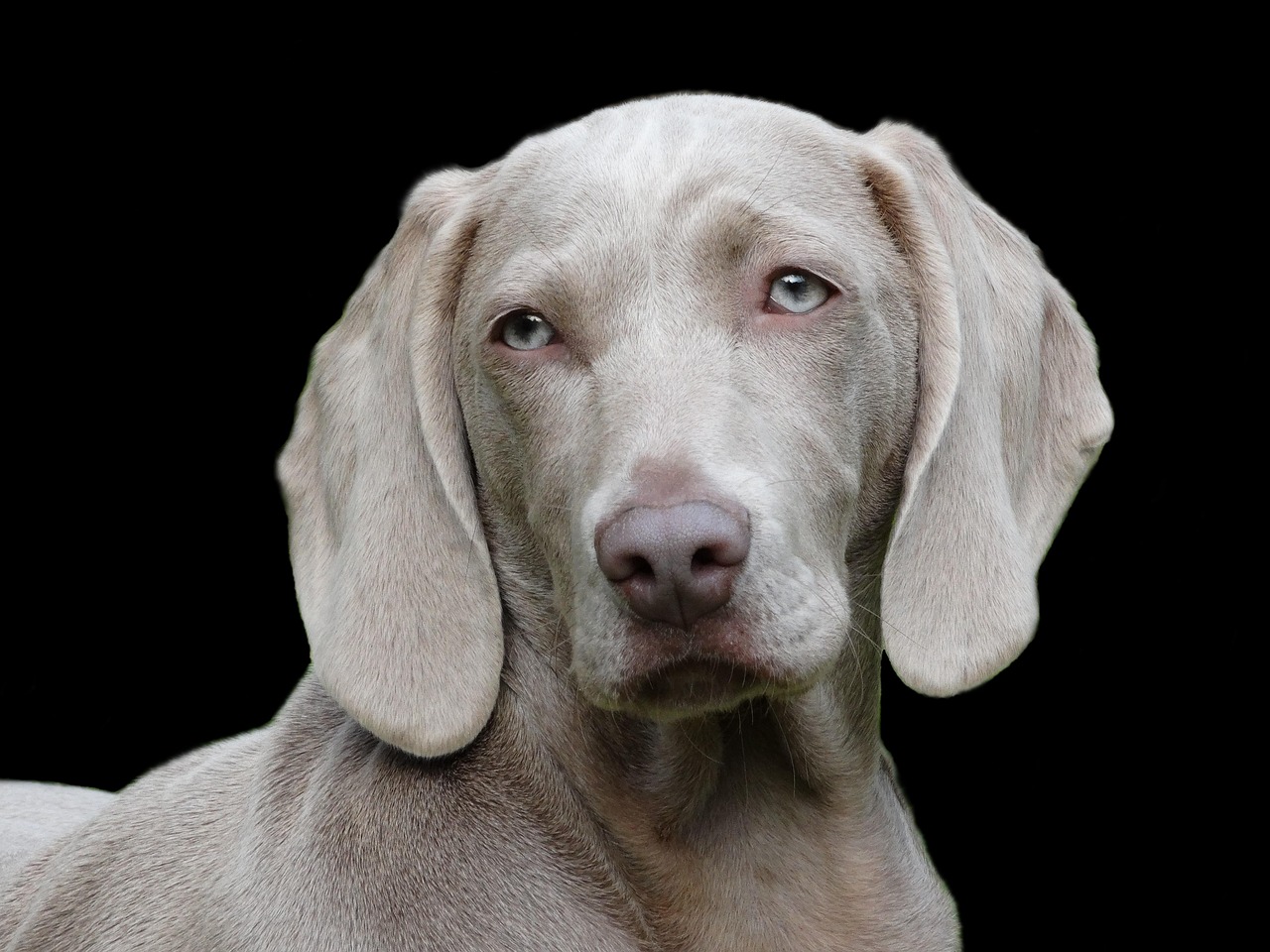 犬と一緒に楽しむGWの旅行で予約取りにくいスポットは？
