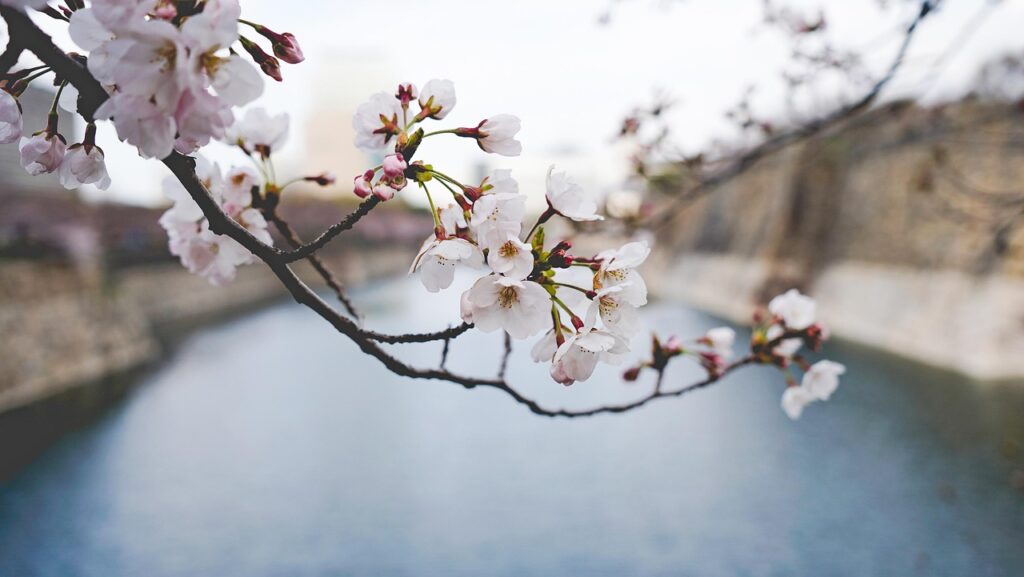 犬と一緒に楽しむ桜のお花見ヴィラはどこにある？