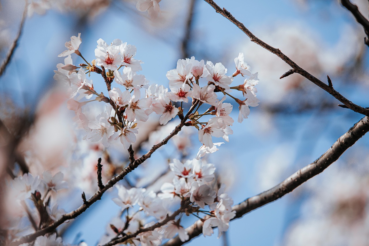 犬と桜を楽しむお花見ヴィラのおすすめスポットは？
