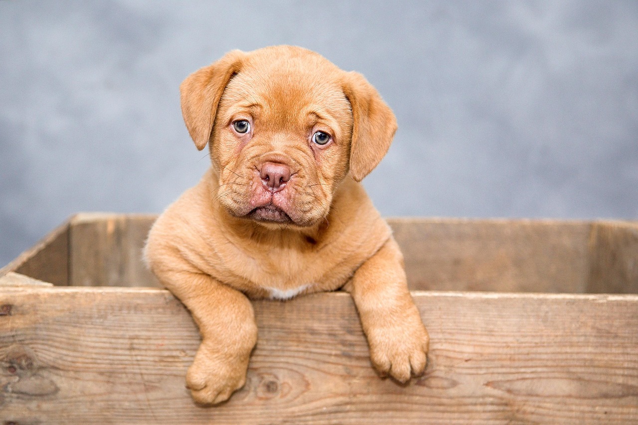 犬のための安全な柵をベランダに設置する方法は？