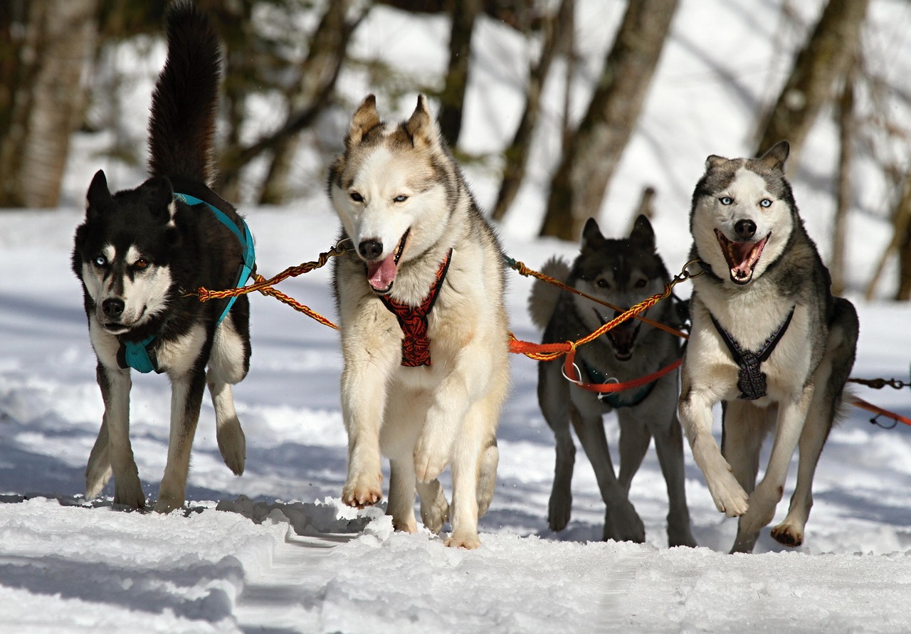 犬の留守番はどのくらいの可能時間が適切ですか？