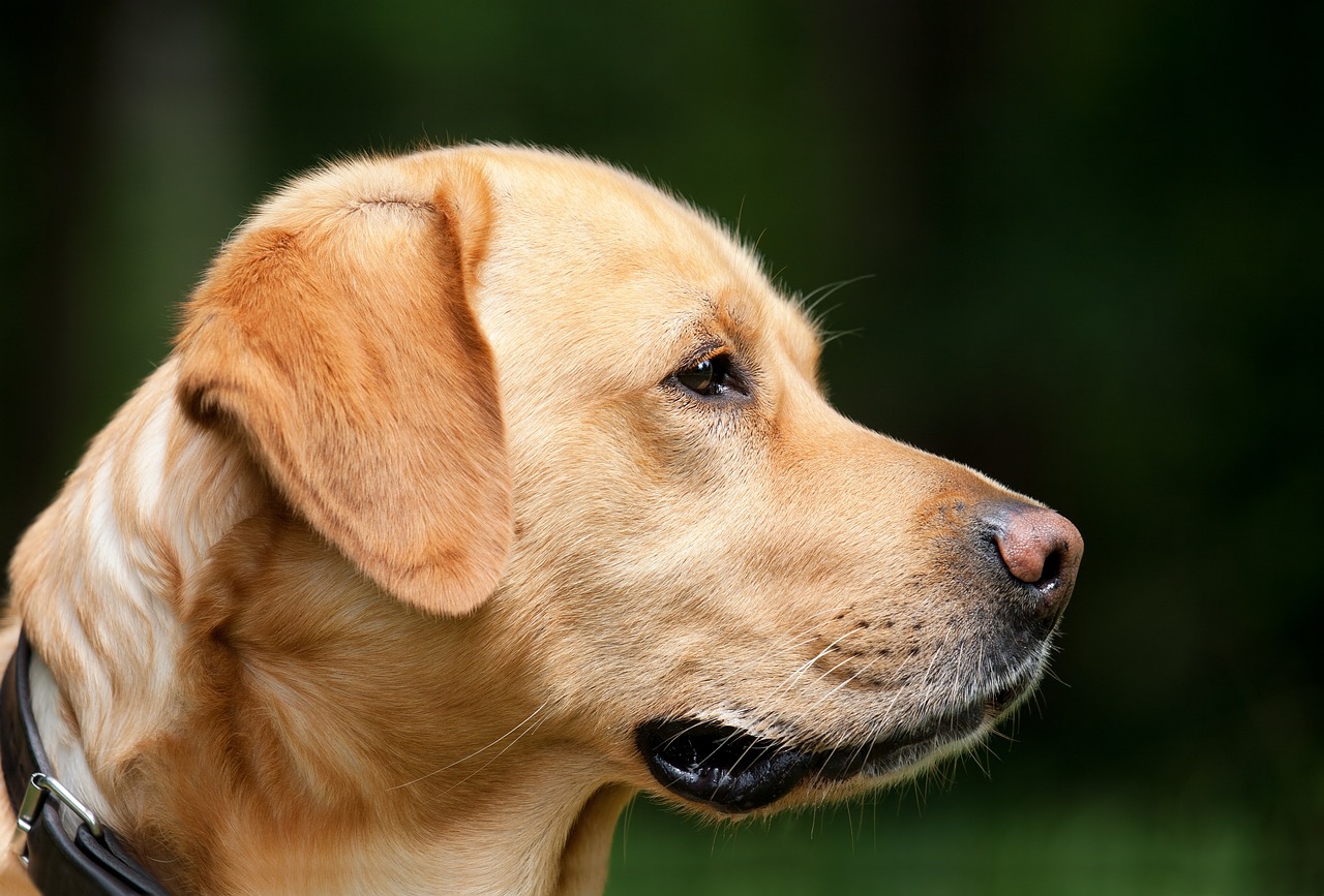 犬の鳴き声による近隣配慮はどうすれば良い？