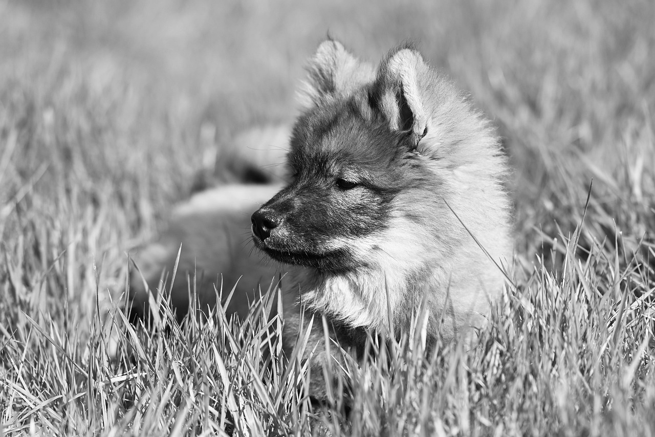 箱根で犬と泊まれる高級宿はどこにある？