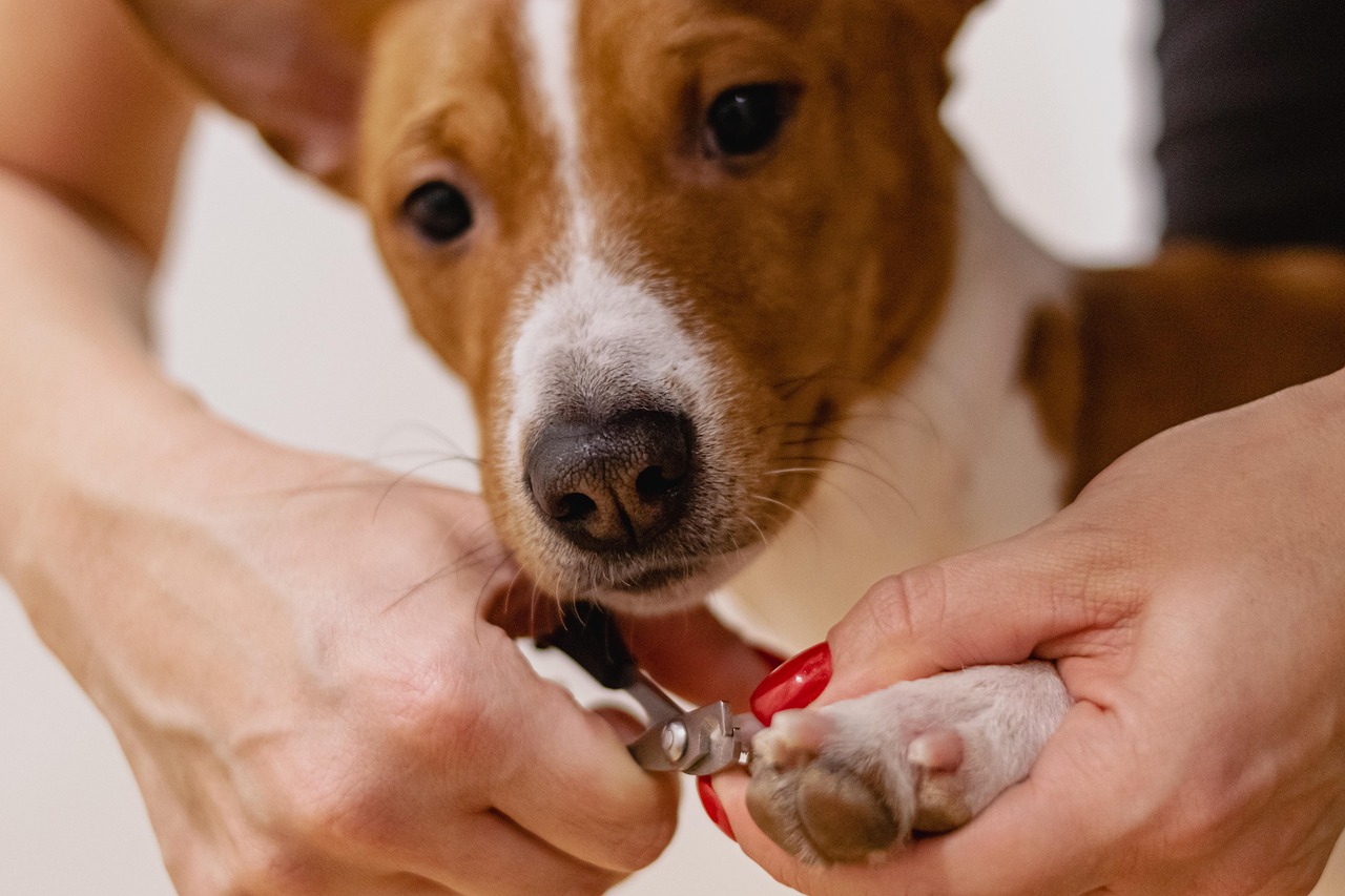 犬のグルーミングに最適な施設はどこですか？