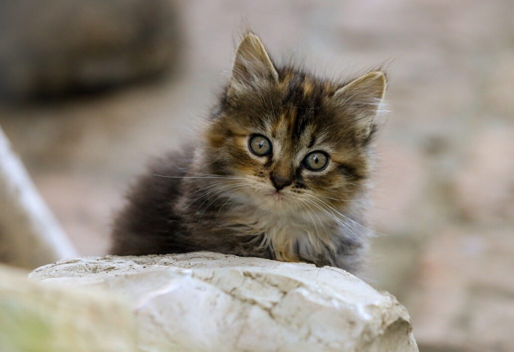 ペット可のヴィラで楽しむ湯布院人気の宿泊体験は？