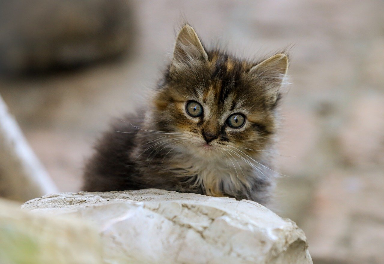 ペット可のヴィラで楽しむ湯布院人気の宿泊体験は？