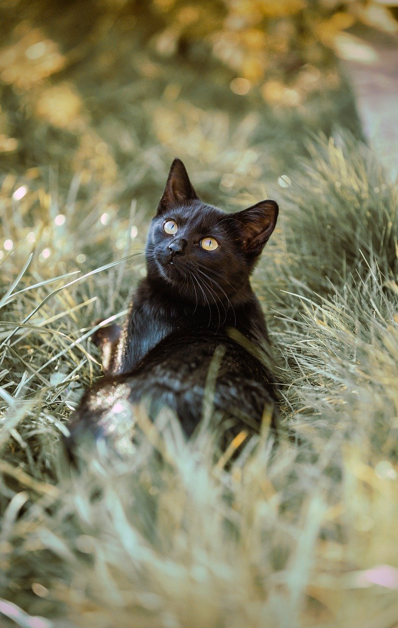 一棟貸しでペット可の全国おすすめ宿は？