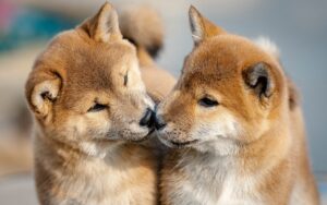 子犬と一緒に泊まれる宿泊可能なヴィラのおすすめは？