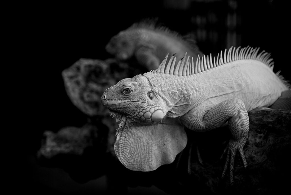 愛犬と泊まれるスイートルームが楽しめる関西のおすすめ宿は？