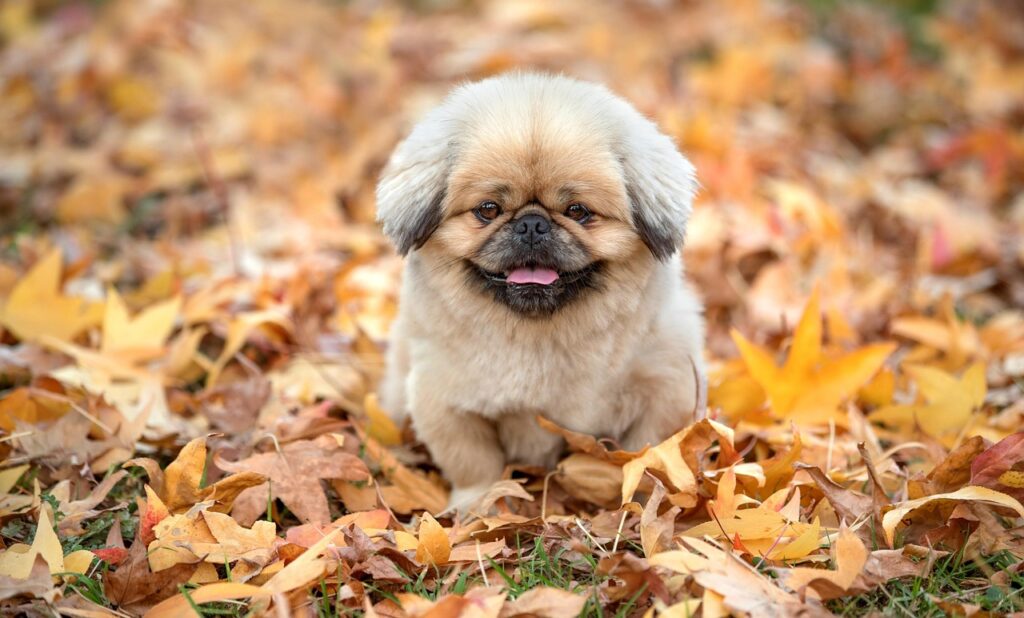 犬のブラッシングに最適な用品は何ですか？