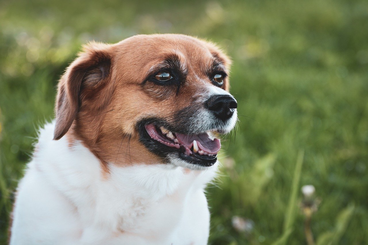 犬の混合ワクチン証明書はどこで取得できる？