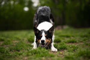 犬の爪切りを持参することが推奨される理由は？