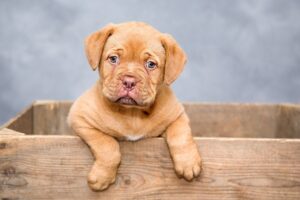 犬の騒音が近隣に与える迷惑とはどのようなものか？