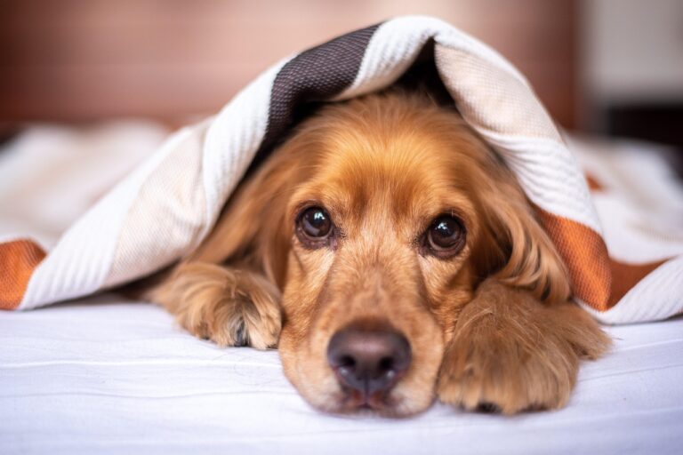 犬専用ベッドのレンタルサービスはどこで利用できる？