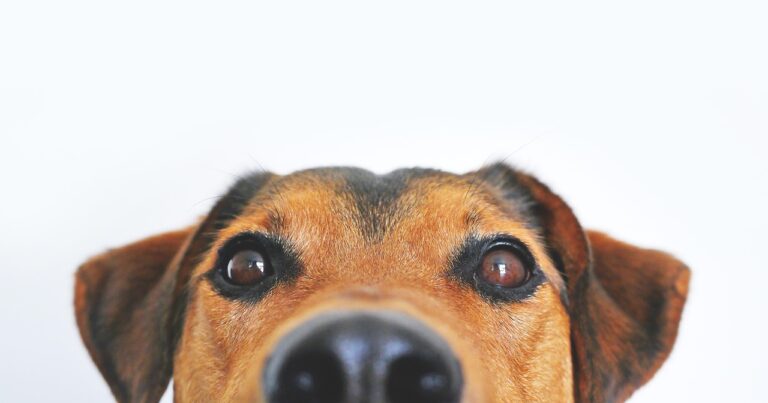 犬の混合ワクチン証明書はどこで取得できる？