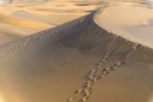 犬同伴で楽しめる温泉旅館のゴルフパックはどこにある？