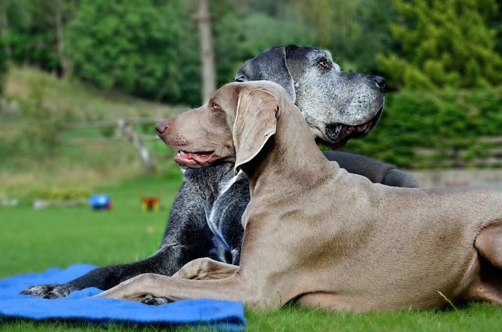 埼玉で人気のドッグラン付き宿はどこですか？