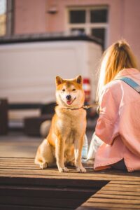秋田でペットと泊まれる温泉旅館のおすすめは？