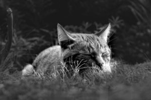 秋田で猫と泊まれる宿はどこに泊まりが最適ですか？