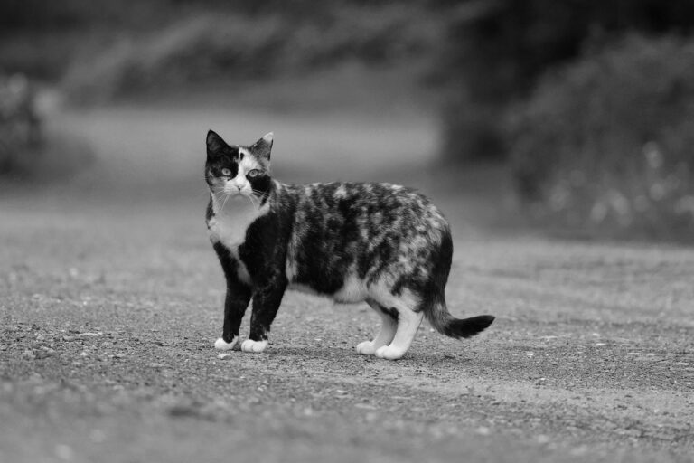 青森で猫と泊まれる宿に泊まりたい時のおすすめは？
