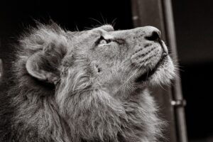 兵庫で猫と泊まれる宿に泊まりたい時のおすすめは？