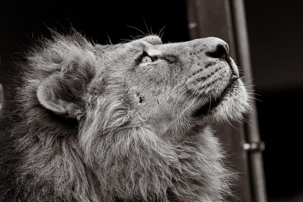 福井で猫と泊まれる宿はどこが泊まりやすい？