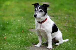 中型犬が可愛い旅館の温泉はどこにある？