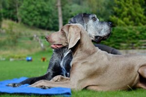 大分で人気のドッグラン付き宿はどこ？
