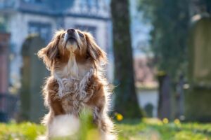 犬用メニューがあるホテルはどこがオススメ？