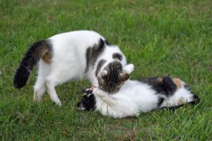 猫2匹の同伴が可能な宿はどこにある？