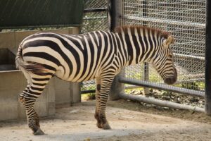 福岡で犬と泊まれるおすすめのホテルはどこ？